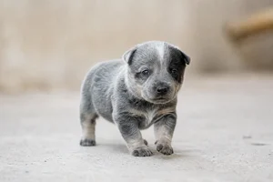 St. Miguel Cattle Dog — young puppy (~1 mo)