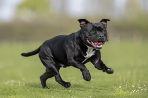 Staffordshire Bull Terrier — running