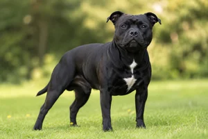 Staffordshire Bull Terrier — adult