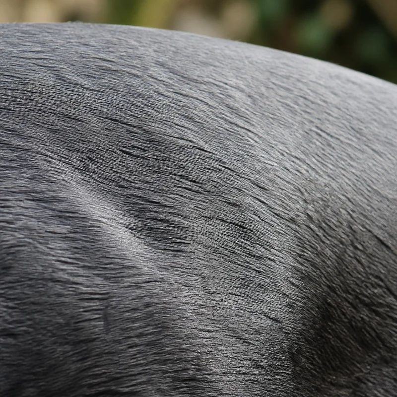 Staffordshire Bull Terrier — coat texture