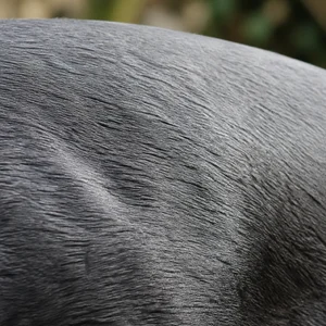 Staffordshire Bull Terrier — coat texture