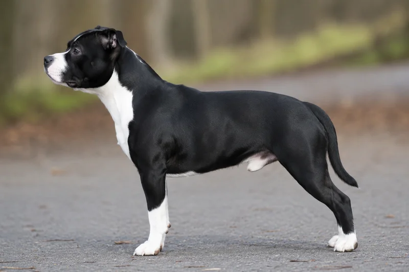 Staffordshire Bull Terrier — Black & White coat