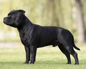 Staffordshire Bull Terrier — Black coat