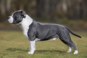 Staffordshire Bull Terrier — Blue & White coat