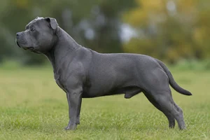 Staffordshire Bull Terrier — Blue coat