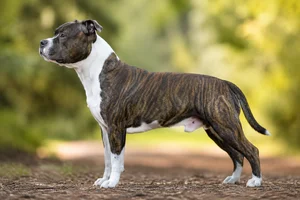 Staffordshire Bull Terrier — Brindle & White coat