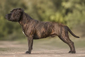 Staffordshire Bull Terrier — Brindle coat
