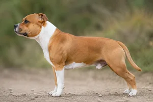 Staffordshire Bull Terrier — Fawn & White coat