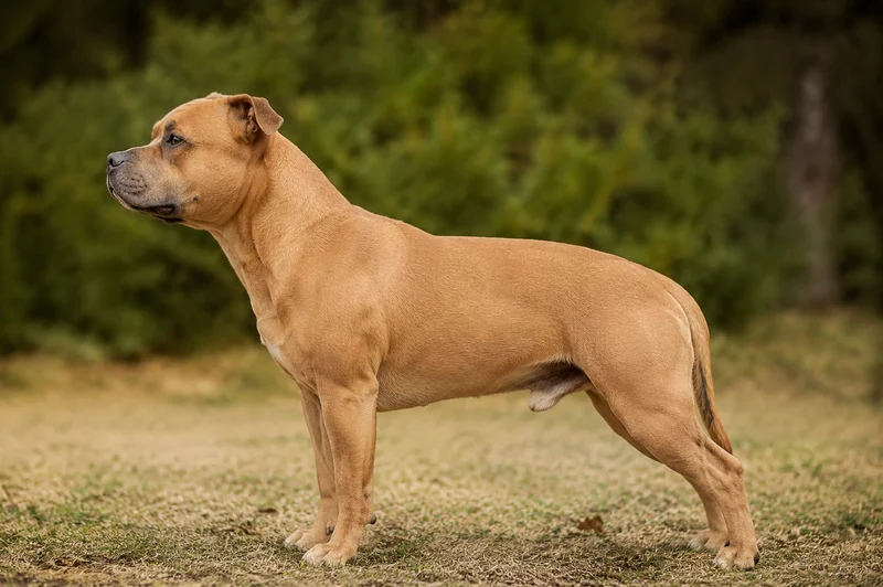 Staffordshire Bull Terrier — Fawn coat
