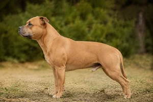 Staffordshire Bull Terrier — Fawn coat