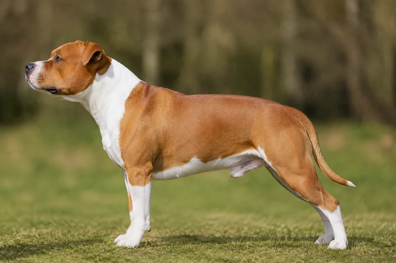 Staffordshire Bull Terrier — Red & White coat