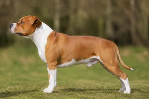 Staffordshire Bull Terrier — Red & White coat