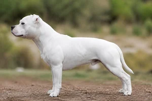 Staffordshire Bull Terrier — White coat