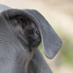 Staffordshire Bull Terrier — ears