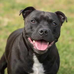 Staffordshire Bull Terrier — happy