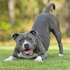 Staffordshire Bull Terrier — playful