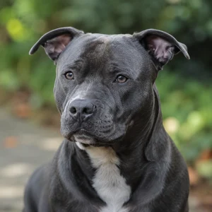 Staffordshire Bull Terrier — relaxed