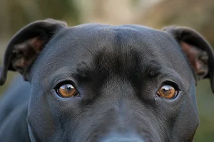 Staffordshire Bull Terrier — eyes