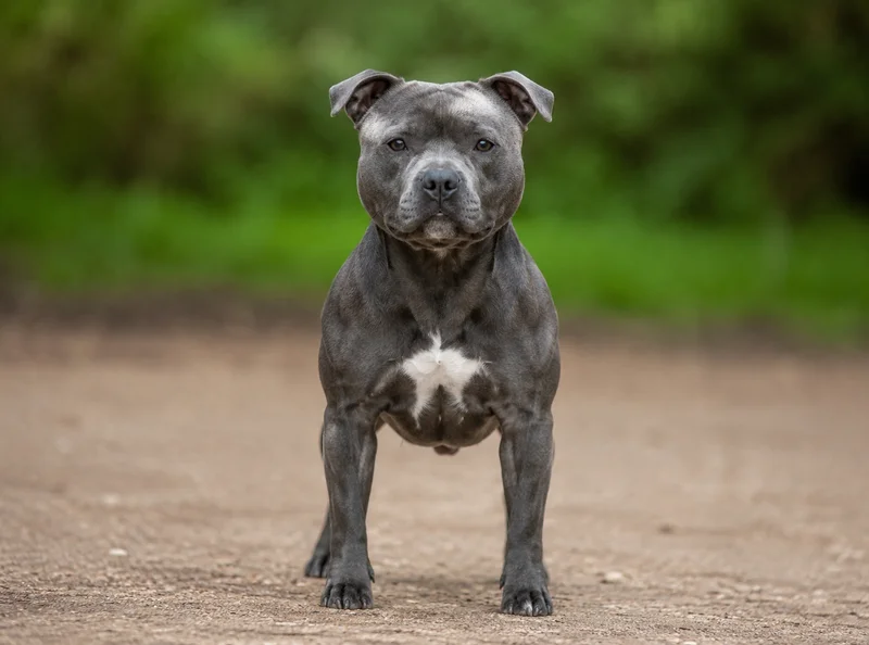 Staffordshire Bull Terrier — front