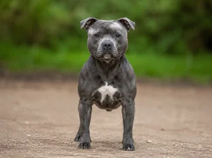 Staffordshire Bull Terrier — front