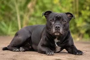 Staffordshire Bull Terrier — lying down