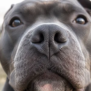 Staffordshire Bull Terrier — nose