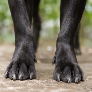 Staffordshire Bull Terrier — paws