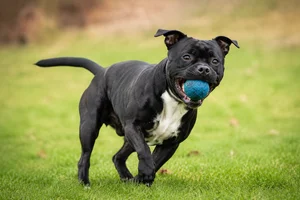 Staffordshire Bull Terrier — playing