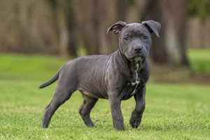 Staffordshire Bull Terrier — puppy (~4 mo)