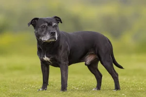 Staffordshire Bull Terrier — senior
