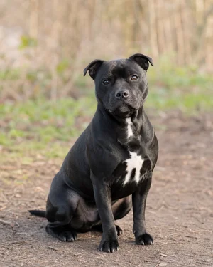 Staffordshire Bull Terrier — sitting
