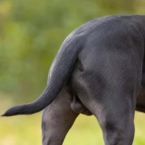 Staffordshire Bull Terrier — tail