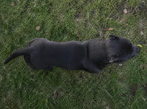 Staffordshire Bull Terrier — top