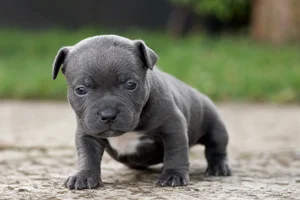 Staffordshire Bull Terrier — young puppy (~1 mo)