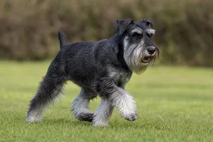 Standard Schnauzer — running