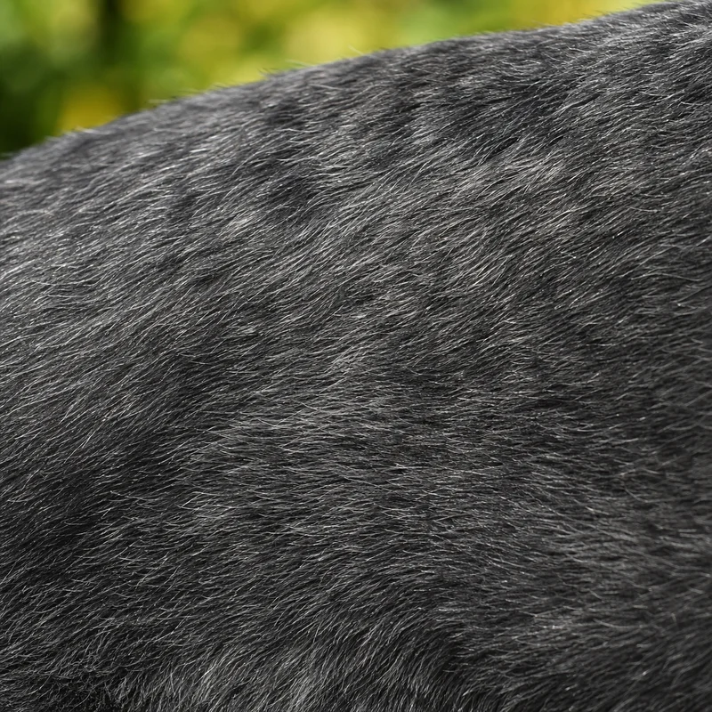 Standard Schnauzer — coat texture