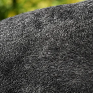 Standard Schnauzer — coat texture