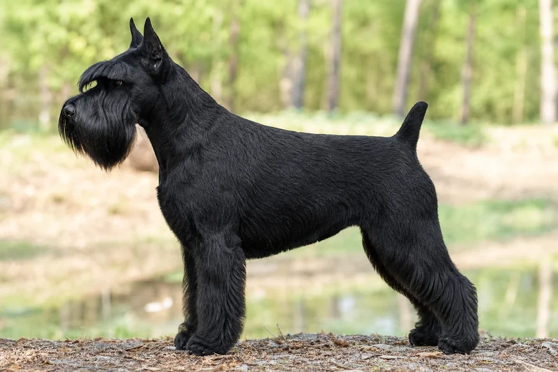 Standard Schnauzer — black coat