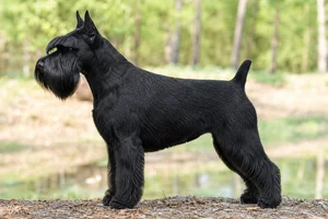 Standard Schnauzer — black coat