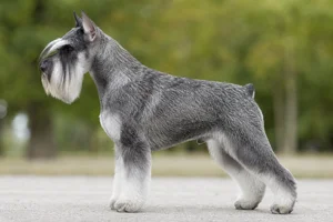 Standard Schnauzer — salt and pepper coat