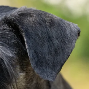 Standard Schnauzer — ears