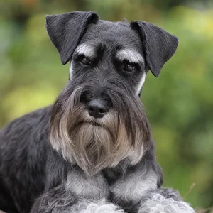 Standard Schnauzer — relaxed