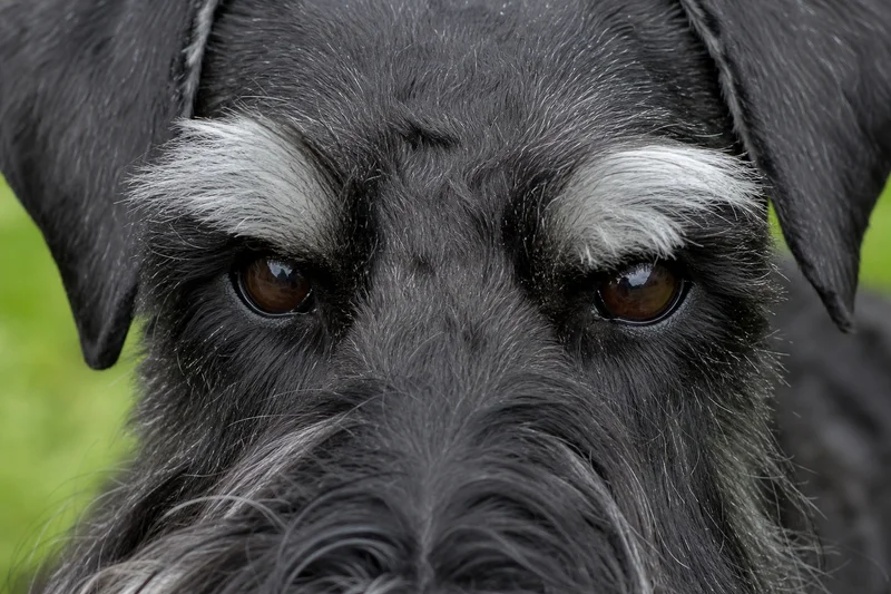 Standard Schnauzer — eyes