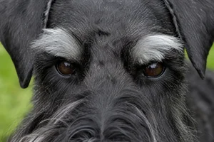 Standard Schnauzer — eyes
