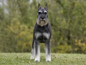 Standard Schnauzer — front