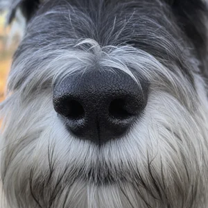 Standard Schnauzer — nose