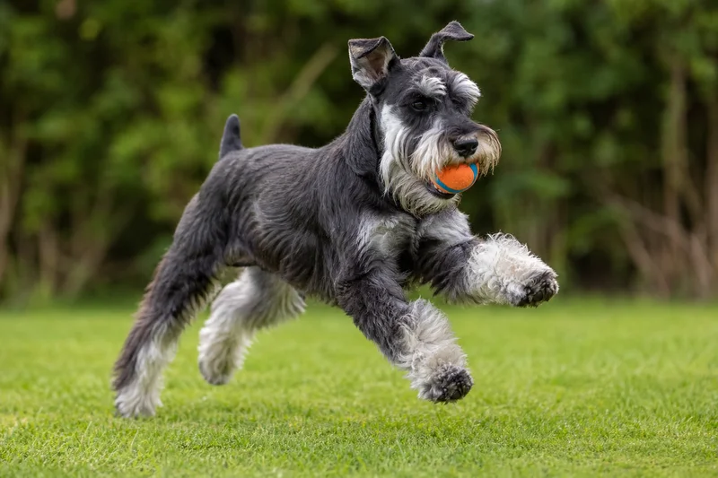 Standard Schnauzer — playing