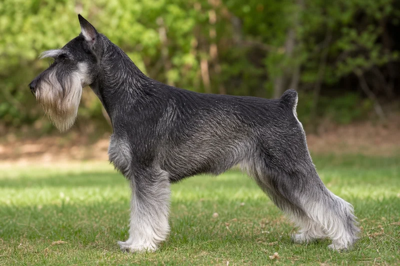 Standard Schnauzer — side