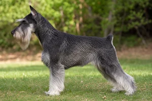 Standard Schnauzer dog