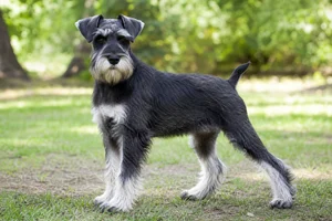Standard Schnauzer — puppy (~4 mo)